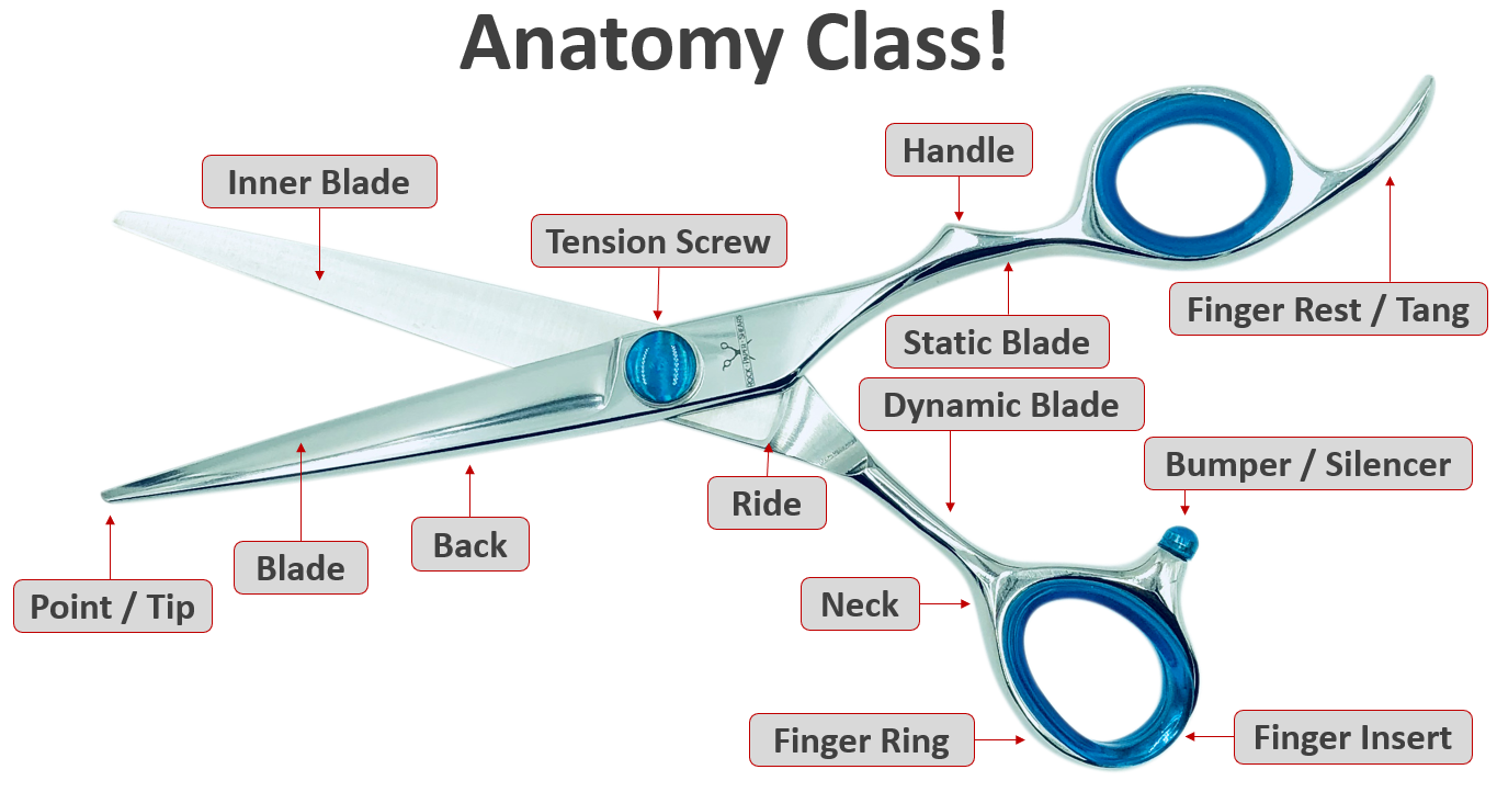 Anatomy of a Beauty Shear – Rock Paper Shears